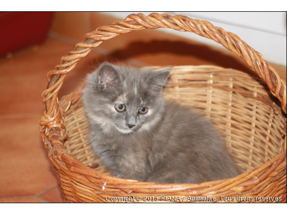 LUCY - Photo de Chats