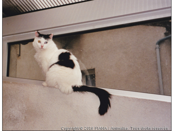 Escalade - Photo de Chats