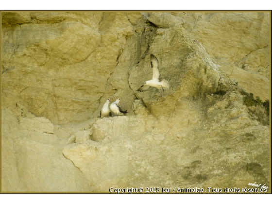 fulmar - Photo de Animaux sauvages