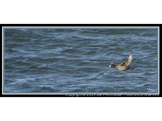 foulque macroule - Photo de Oiseaux