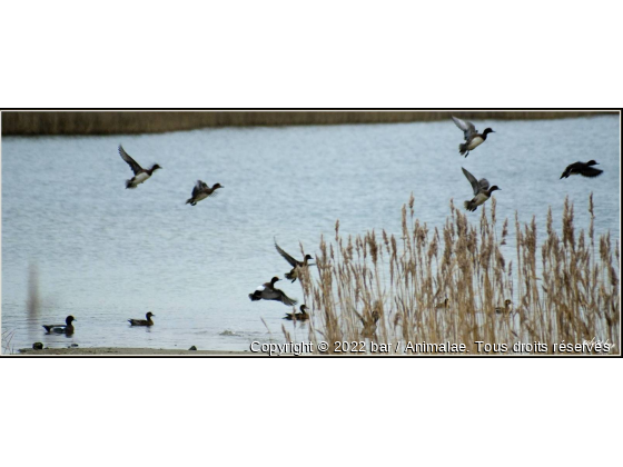 canard siflfeur - Photo de Oiseaux