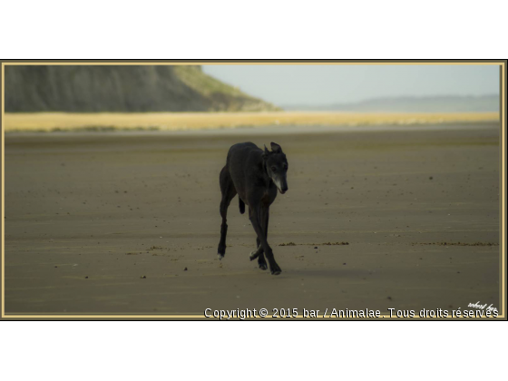 galgo  - Photo de Chiens