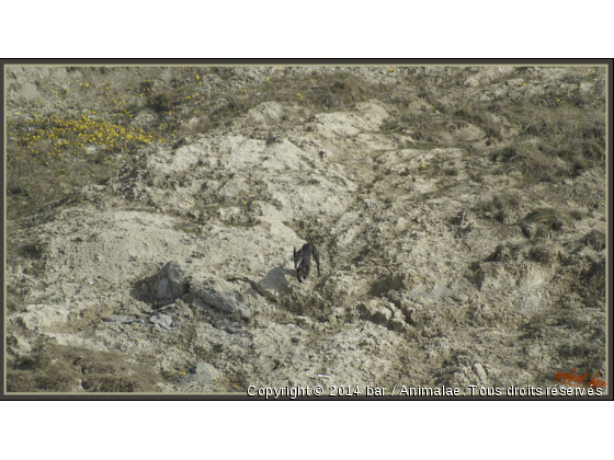 mimosa le saut de l&#039;ange - Photo de Chiens