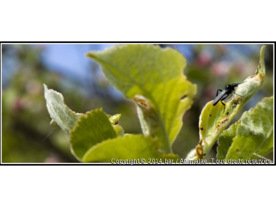 insecte au repos - Photo de Microcosme