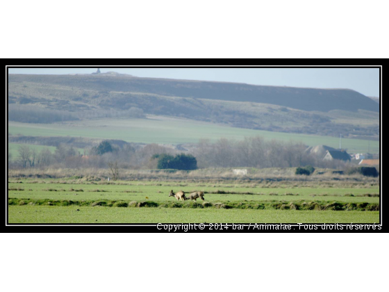 chevreuils - Photo de Animaux sauvages