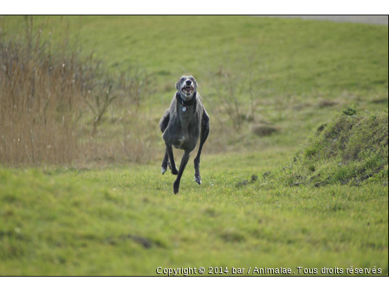 mimosa - Photo de Chiens