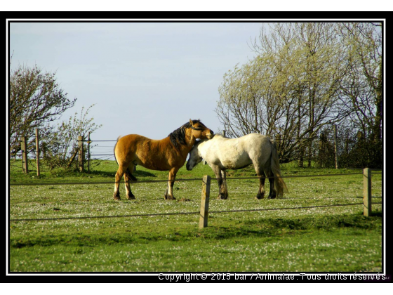 tendresse - Photo de Chevaux