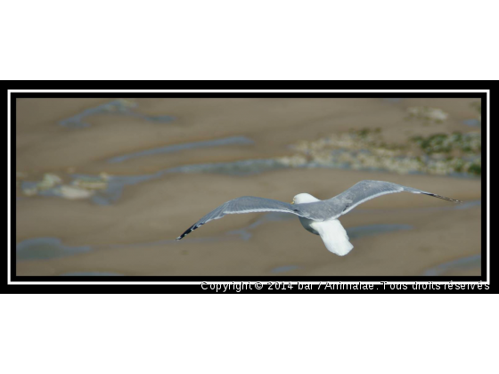 tu viens - Photo de Oiseaux