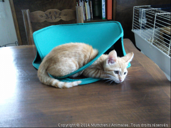 Un panier, ça? - Photo de Chats