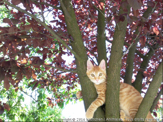 Arbre à chat - Photo de Chats