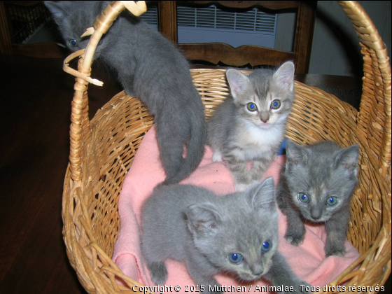 4 petits orphelins - Photo de Chats