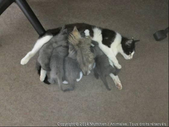 Merveille de la nature: une chatte stérilisée a une montée de lait et nourrit 5 orphelins - Photo de Chats