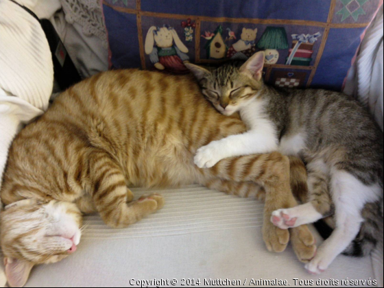 Pain d&#039;épice et une orpheline - Photo de Chats