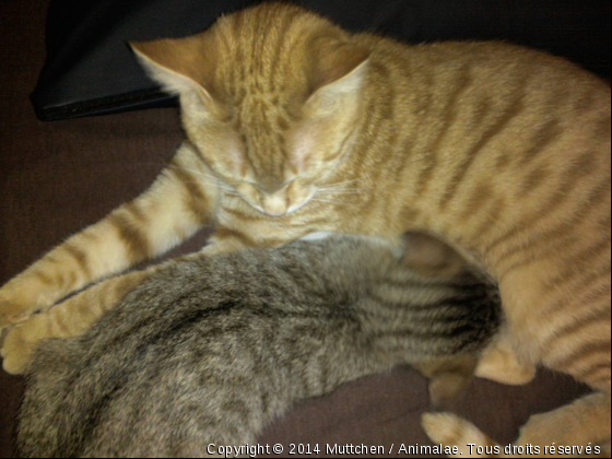 Petite chatte têtant un mâle! - Photo de Chats