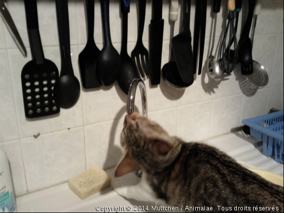 Autant se servir à la source! - Photo de Chats