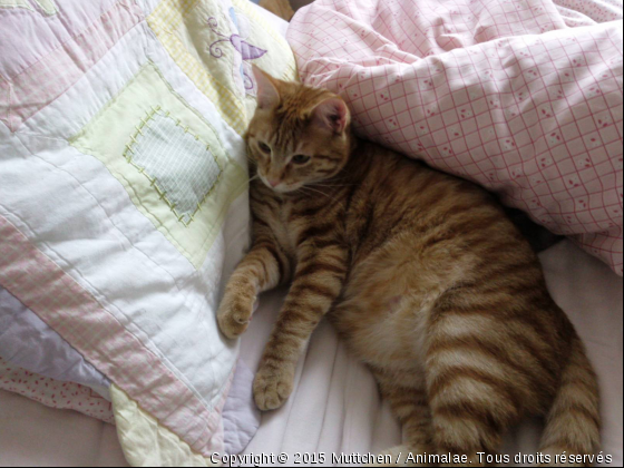 Que je suis bien! - Photo de Chats