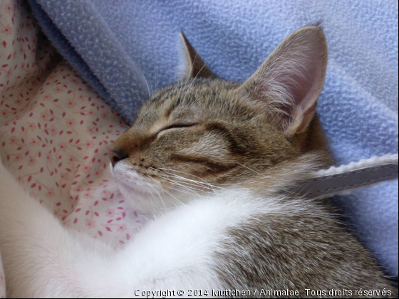 Qu&#039;il est bon de dormir! - Photo de Chats