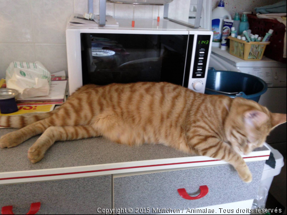 Je surveille le repas - Photo de Chats