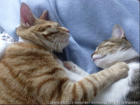 Gros calin! - Photo de Chats