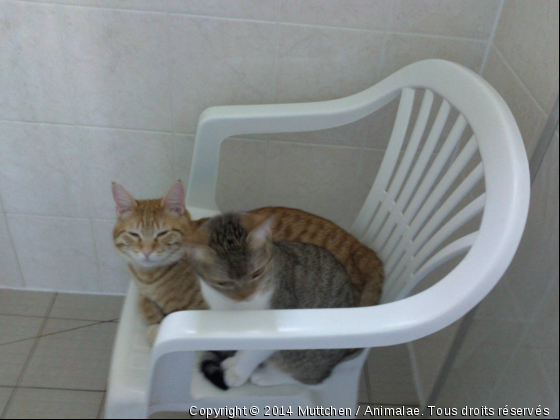 Et si je prenais une douche? - Photo de Chats