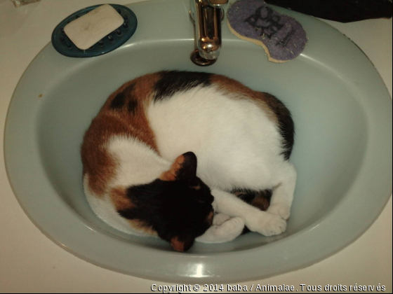 lavabo en guise de dortoir...  - Photo de Chats