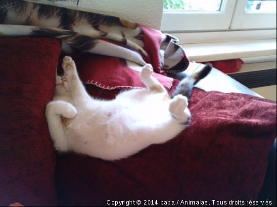 sommeil profond... - Photo de Chats