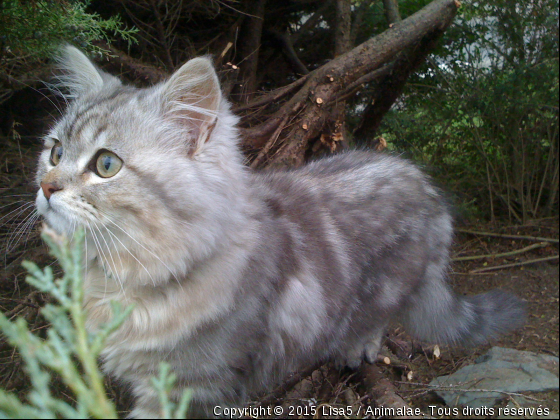 Mon chat - Photo de Chats