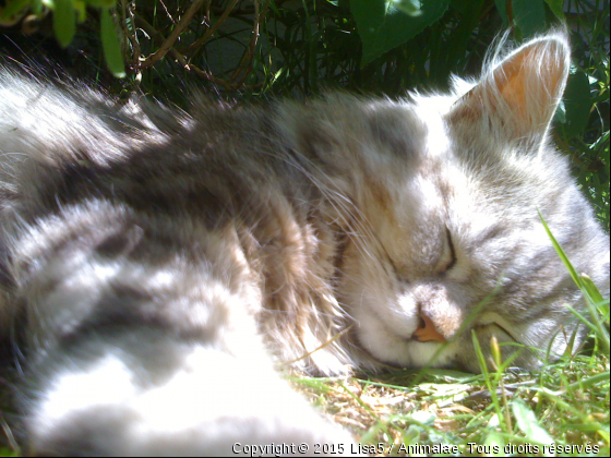 Mon petit Neko  - Photo de Chats