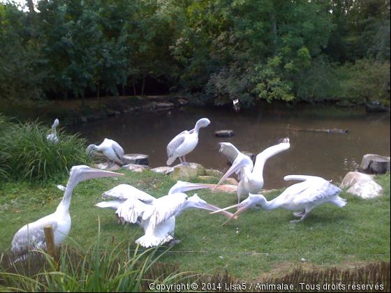 parc ornithologique de cleres - Photo de Oiseaux