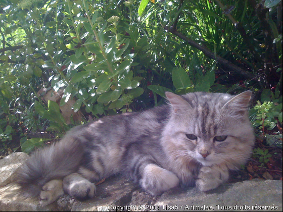 Neko - Photo de Chats