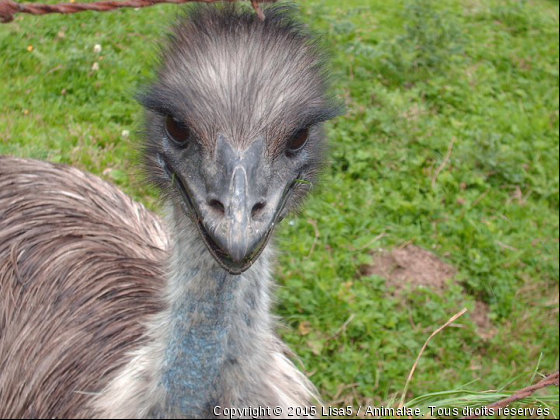 coucou - Photo de Oiseaux