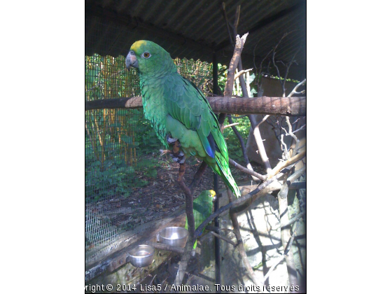 Parc ornithologique de Cleres - Photo de Oiseaux