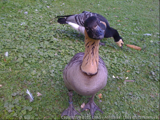 bonjour ! - Photo de Oiseaux