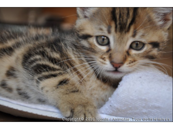 léo - Photo de Chats