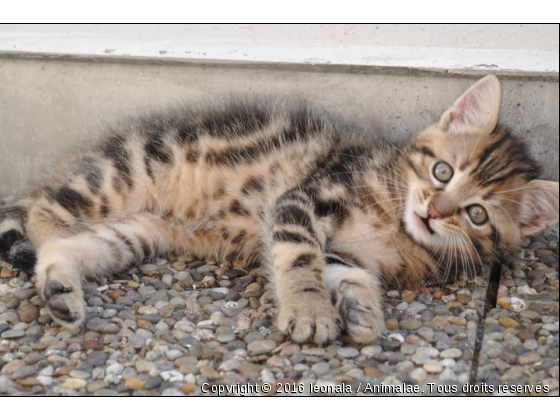 léo2 - Photo de Chats