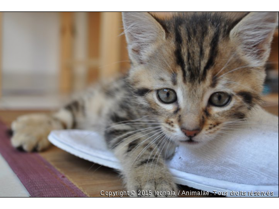 léo3 - Photo de Chats