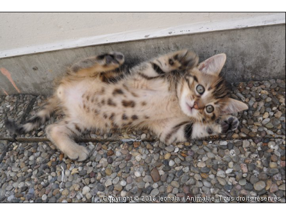 léo4 - Photo de Chats