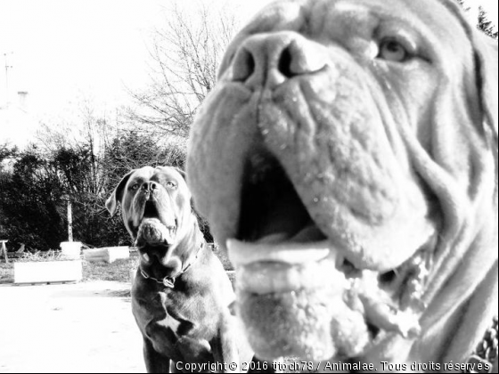 Les inséparables molosses - Photo de Chiens