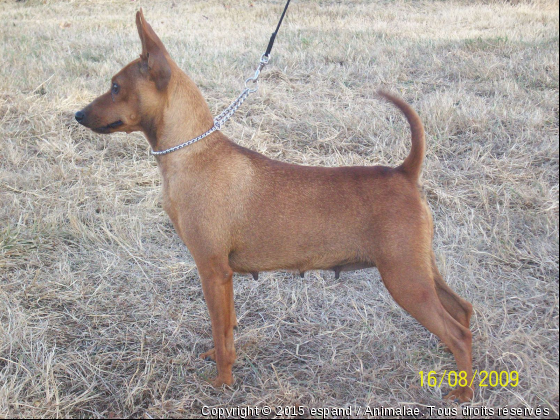 Mes pinscher nain - Photo de Chiens