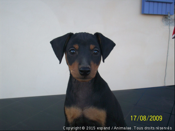 Mes chiots pinscher nain - Photo de Chiens