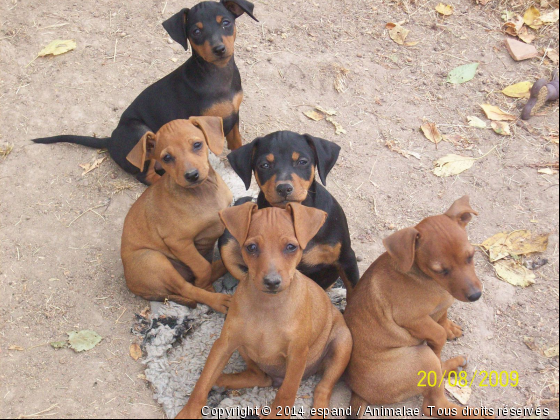 BB pinscher nain - Photo de Chiens