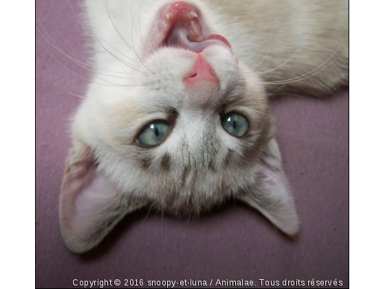 vanille baille - Photo de Chats