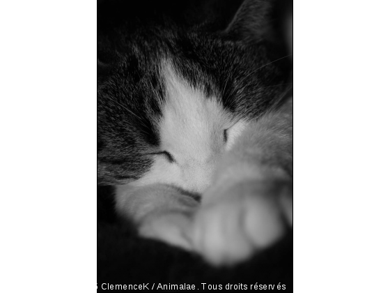 la vie de chat, c&#039;est difficile ! - Photo de Chats