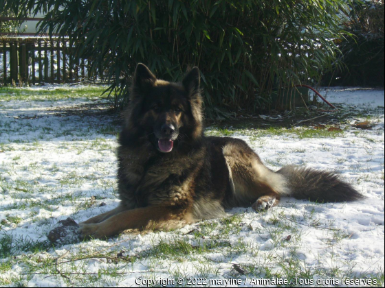 Junior - Photo de Chiens