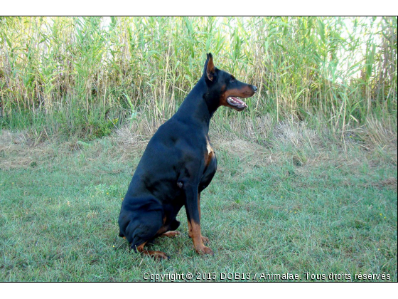 B&#039;ATHOS DE FASSANO - Photo de Chiens