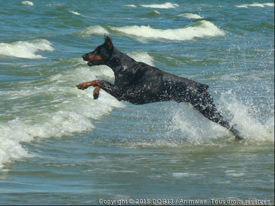 B&#039;ATHOS DE FASSANO - Photo de Chiens