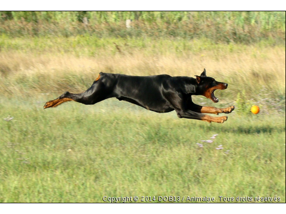 B&#039;ATHOS DE FASSANO - Photo de Chiens