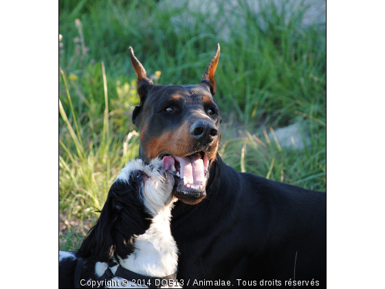 B&#039;ATHOS ET FICELLE - Photo de Chiens