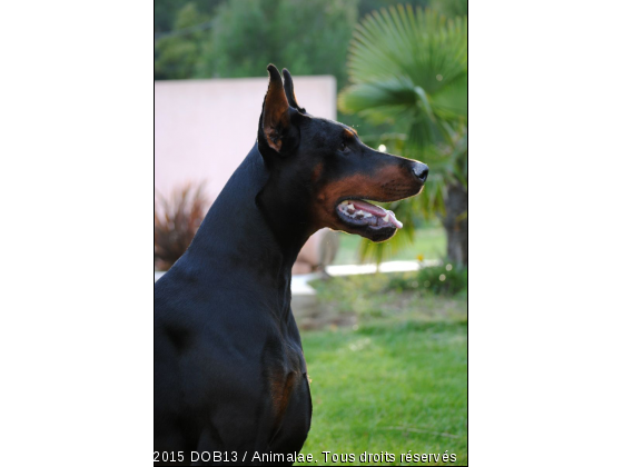 B&#039;ATHOS DE FASSANO - Photo de Chiens