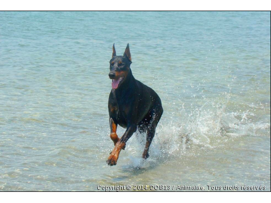 B&#039;ATHOS DE FASSANO - Photo de Chiens